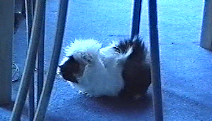 Bild von der Gedenkseite für Janine Wolff