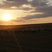 Bild von Hans Berger